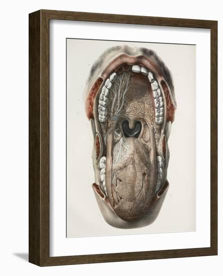 Mouth And Throat Nerves, 1844 Artwork-Science Photo Library-Framed Photographic Print