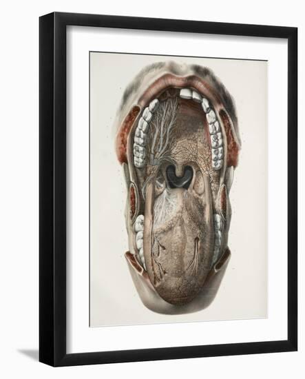 Mouth And Throat Nerves, 1844 Artwork-Science Photo Library-Framed Photographic Print