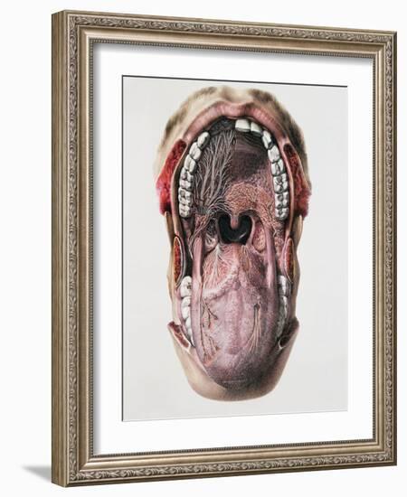 Mouth And Tongue Nerves-Mehau Kulyk-Framed Photographic Print