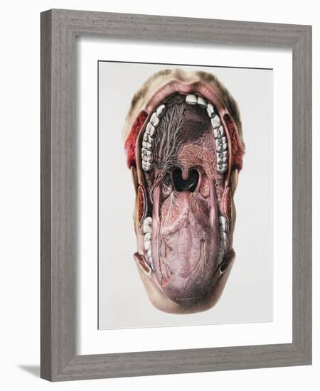 Mouth And Tongue Nerves-Mehau Kulyk-Framed Photographic Print