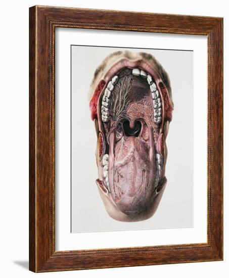 Mouth And Tongue Nerves-Mehau Kulyk-Framed Photographic Print