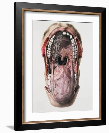 Mouth And Tongue Nerves-Mehau Kulyk-Framed Photographic Print
