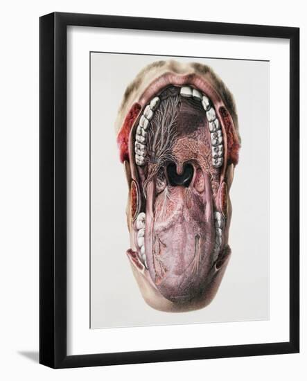 Mouth And Tongue Nerves-Mehau Kulyk-Framed Photographic Print