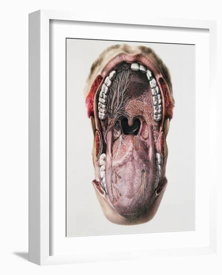 Mouth And Tongue Nerves-Mehau Kulyk-Framed Photographic Print