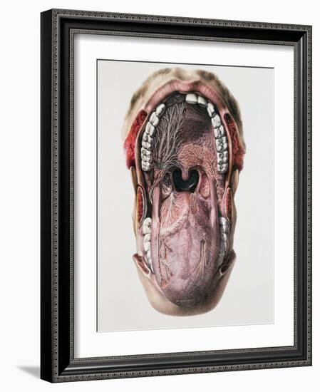 Mouth And Tongue Nerves-Mehau Kulyk-Framed Photographic Print