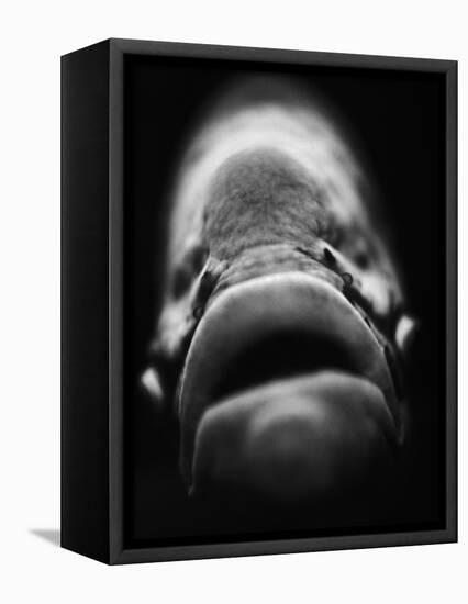 Mouth of Fish-Henry Horenstein-Framed Premier Image Canvas