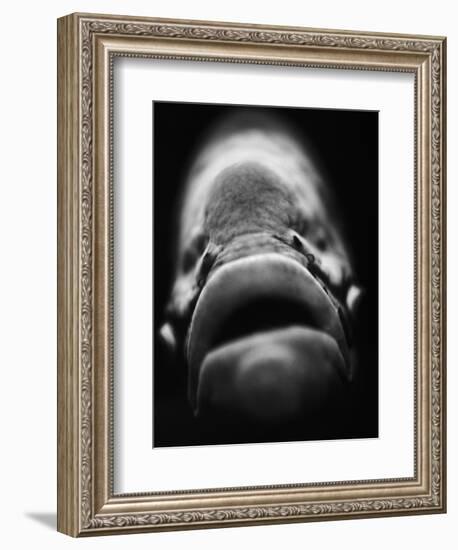 Mouth of Fish-Henry Horenstein-Framed Photographic Print