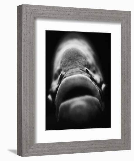 Mouth of Fish-Henry Horenstein-Framed Photographic Print