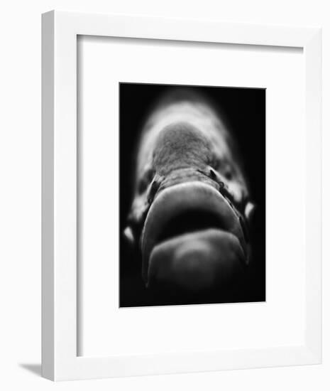 Mouth of Fish-Henry Horenstein-Framed Photographic Print