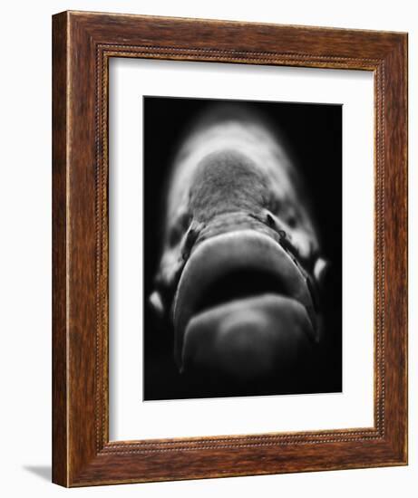 Mouth of Fish-Henry Horenstein-Framed Photographic Print