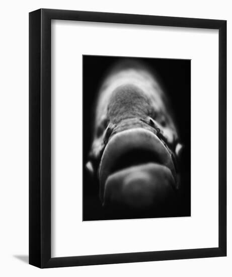 Mouth of Fish-Henry Horenstein-Framed Photographic Print