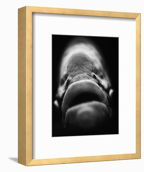 Mouth of Fish-Henry Horenstein-Framed Photographic Print