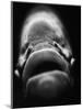 Mouth of Fish-Henry Horenstein-Mounted Photographic Print