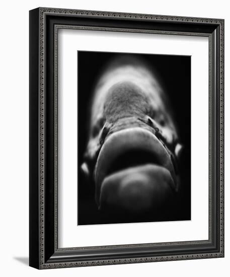 Mouth of Fish-Henry Horenstein-Framed Photographic Print