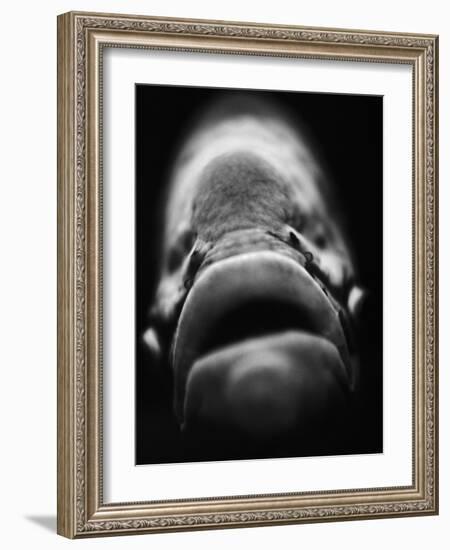 Mouth of Fish-Henry Horenstein-Framed Photographic Print