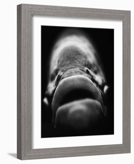 Mouth of Fish-Henry Horenstein-Framed Photographic Print