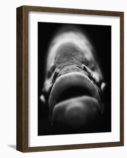 Mouth of Fish-Henry Horenstein-Framed Photographic Print