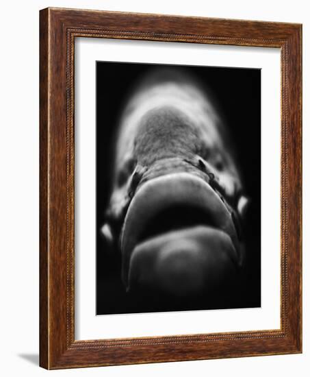 Mouth of Fish-Henry Horenstein-Framed Photographic Print