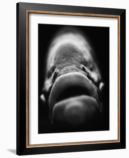 Mouth of Fish-Henry Horenstein-Framed Photographic Print