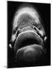 Mouth of Fish-Henry Horenstein-Mounted Photographic Print