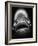 Mouth of Fish-Henry Horenstein-Framed Photographic Print