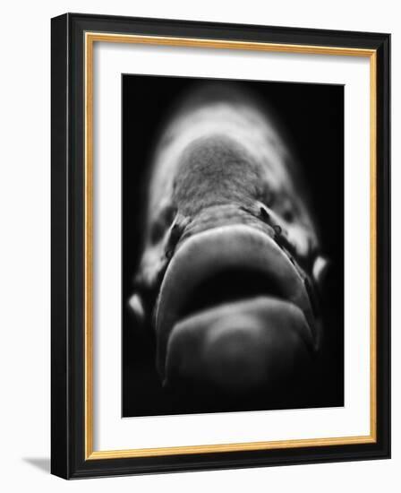 Mouth of Fish-Henry Horenstein-Framed Photographic Print