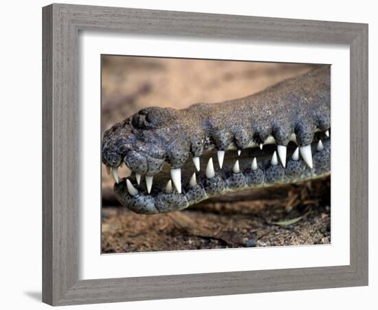 Mouth of Freshwater Crocodile, Australia-David Wall-Framed Photographic Print