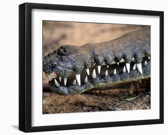 Mouth of Freshwater Crocodile, Australia-David Wall-Framed Photographic Print