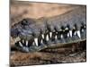 Mouth of Freshwater Crocodile, Australia-David Wall-Mounted Photographic Print