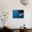 Mouth of Great White Shark-Stuart Westmorland-Photographic Print displayed on a wall