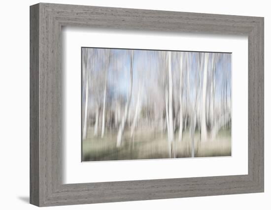 Moving Birch Trees-Imaginative-Framed Photographic Print