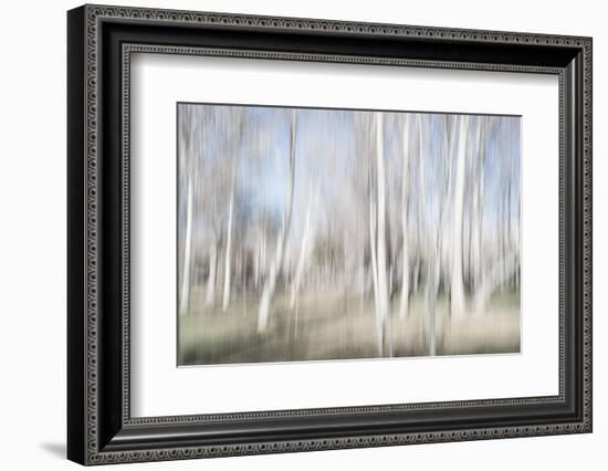 Moving Birch Trees-Imaginative-Framed Photographic Print