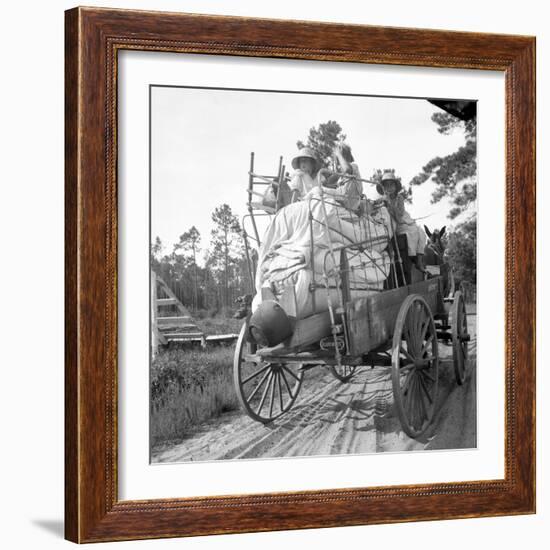 Moving day in the turpentine pine forest of North Florida, 1936-Dorothea Lange-Framed Photographic Print