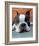 Moxley Boston Terrier-Robert Mcclintock-Framed Art Print