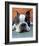 Moxley Boston Terrier-Robert Mcclintock-Framed Art Print