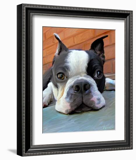 Moxley Boston Terrier-Robert Mcclintock-Framed Art Print