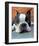 Moxley Boston Terrier-Robert Mcclintock-Framed Art Print