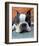 Moxley Boston Terrier-Robert Mcclintock-Framed Art Print