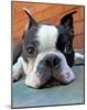 Moxley Boston Terrier-Robert Mcclintock-Mounted Art Print