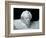 Mozart (Portrait of Gustav Mahler), 1911-Auguste Rodin-Framed Giclee Print