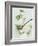 Mozzarella and Fresh Basil-Luzia Ellert-Framed Photographic Print