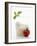 Mozzarella in Beaker, Tomato and Basil-Marc O^ Finley-Framed Photographic Print