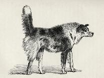 Half Bred Shepherd Dog with Hostile Intentions, from Charles Darwin's 'The Expression of the…-Mr. A. May-Giclee Print