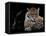Mr and Mrs Jaguar - Panthera Onca-Mathilde Guillemot-Framed Premier Image Canvas