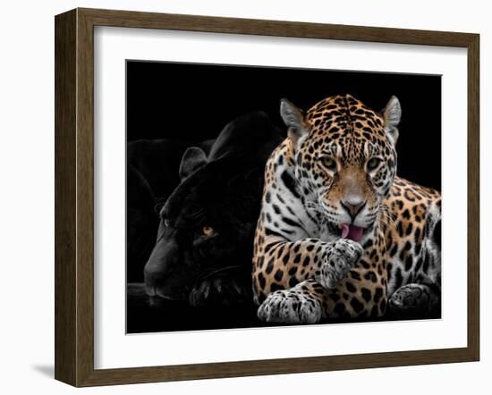 Mr and Mrs Jaguar - Panthera Onca-Mathilde Guillemot-Framed Giclee Print