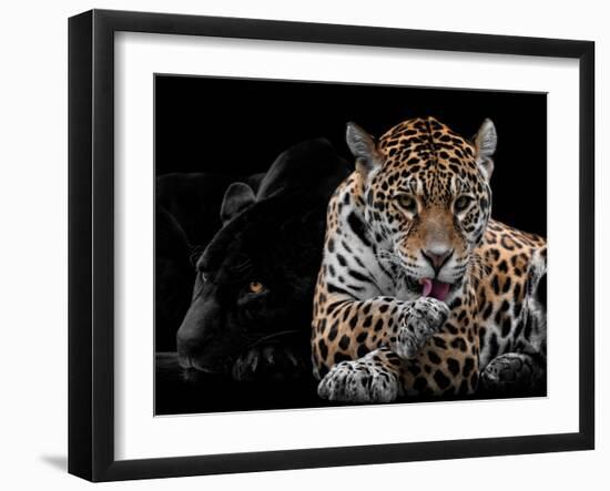 Mr and Mrs Jaguar - Panthera Onca-Mathilde Guillemot-Framed Giclee Print