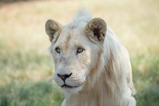 White Lion-mr anderson-Mounted Photographic Print