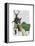 Mr Deer and Mrs Rabbit-Fab Funky-Framed Stretched Canvas