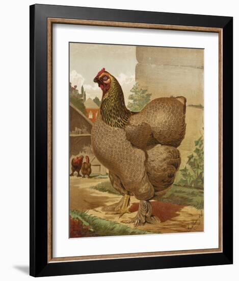 Mr. E. Tudman’s Partridge Cochin Hen “Titania”-J^ W^ Ludlow-Framed Premium Giclee Print