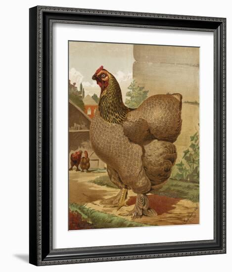 Mr. E. Tudman’s Partridge Cochin Hen “Titania”-J^ W^ Ludlow-Framed Premium Giclee Print